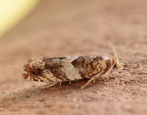 49.234 BF1150 Epinotia abbreviana
