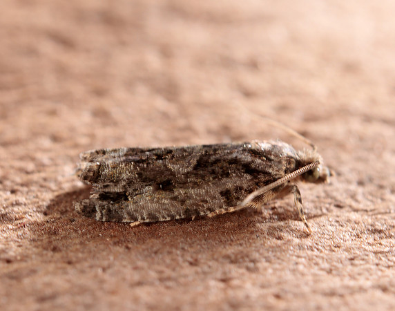 49.260 BF1165 Zeiraphera isertana