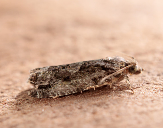 49.260 BF1165 Zeiraphera isertana