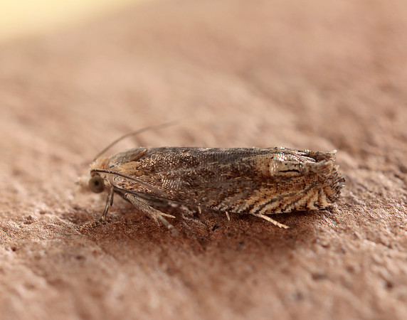 49.266 BF1200 Eucosma hohenwartiana