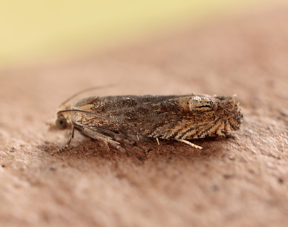 49.266 BF1200 Eucosma hohenwartiana