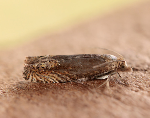 49.266 BF1200 Eucosma hohenwartiana