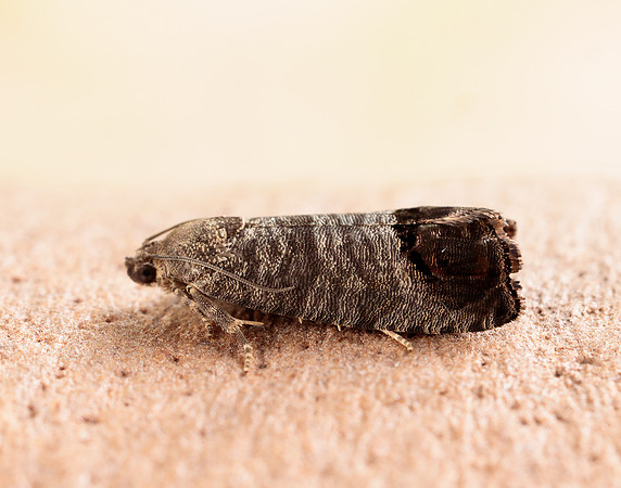 49.338 BF1261 Codling Moth Cydia pomonella