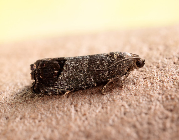 49.338 BF1261 Codling Moth Cydia pomonella