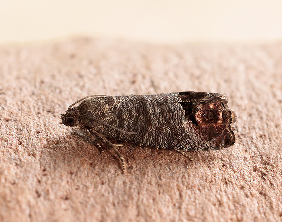 49.338 BF1261 Codling Moth Cydia pomonella