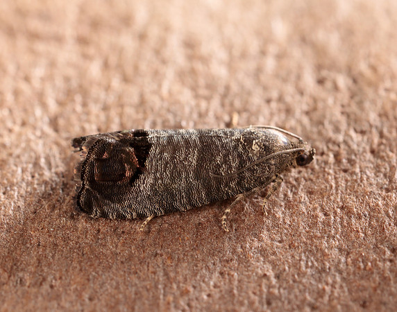 49.338 BF1261 Codling Moth Cydia pomonella