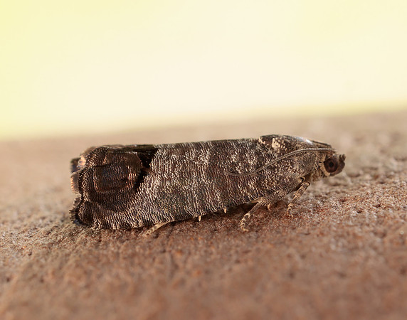49.338 BF1261 Codling Moth Cydia pomonella