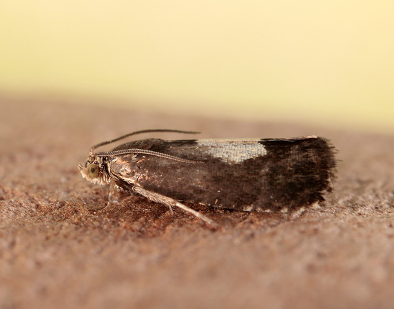 49.375 BF1234 Pammene regiana