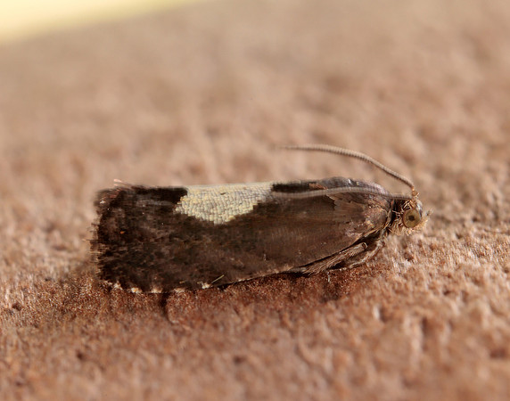 49.375 BF1234 Pammene regiana