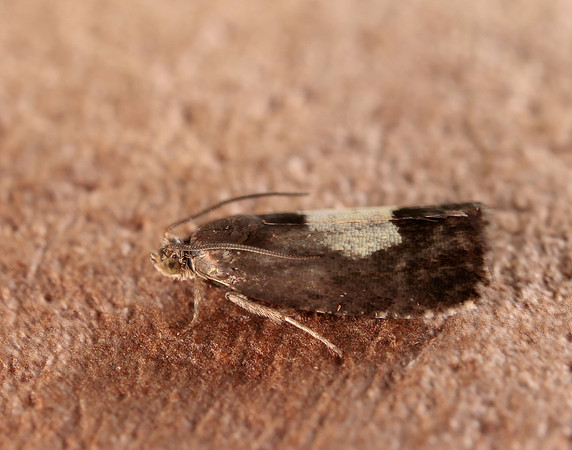 49.375 BF1234 Pammene regiana