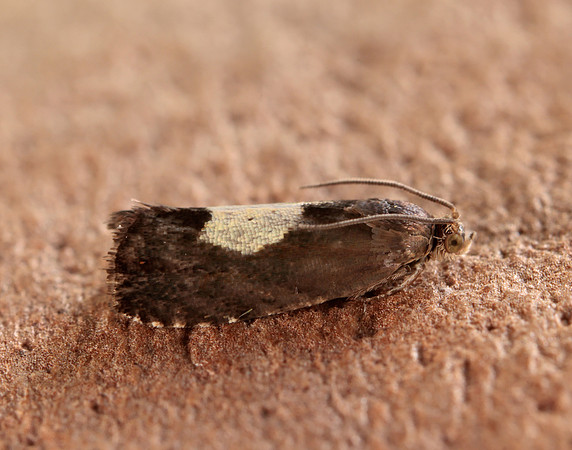 49.375 BF1234 Pammene regiana