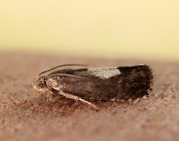 49.375 BF1234 Pammene regiana