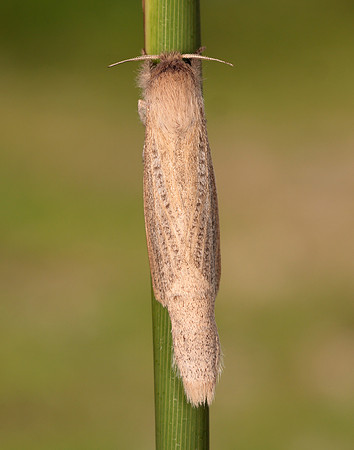 50.003 BF160 Reed Leopard Phragmataecia castaneae