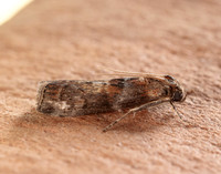 62.029 BF1452 Phycita roborella