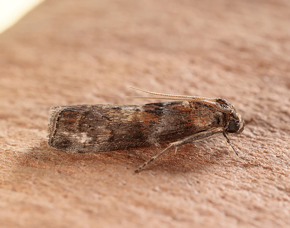 62.029 BF1452 Phycita roborella