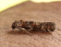 62.029 BF1452 Phycita roborella