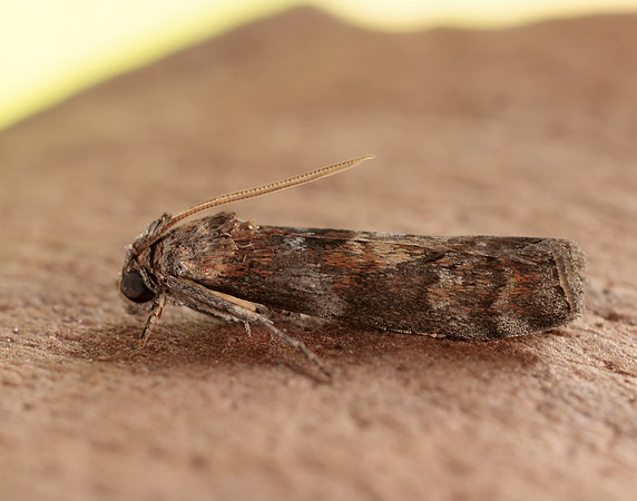 62.029 BF1452 Phycita roborella