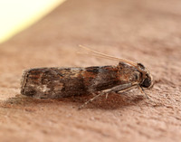 62.029 BF1452 Phycita roborella