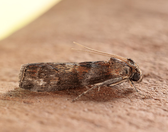 62.029 BF1452 Phycita roborella