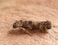62.029 BF1452 Phycita roborella