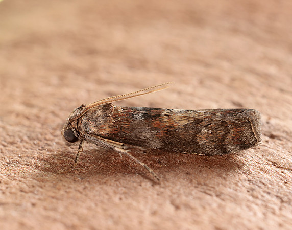 62.029 BF1452 Phycita roborella