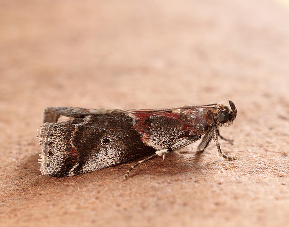 62.036 BF1438 Acrobasis suavella