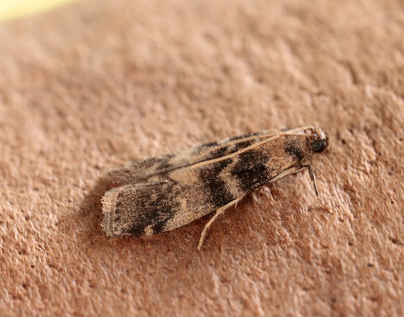 62.048 BF1470 Euzophera pinguis