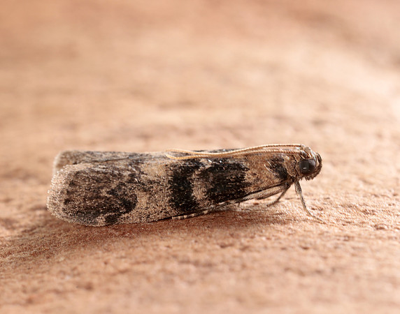 62.048 BF1470 Euzophera pinguis