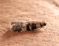 62.048 BF1470 Euzophera pinguis