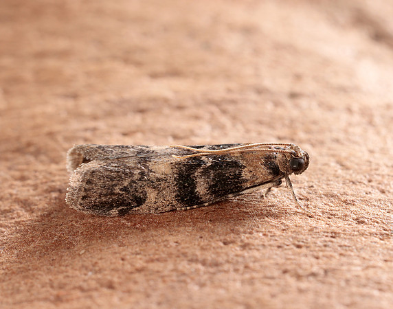 62.048 BF1470 Euzophera pinguis