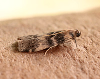 62.048 BF1470 Euzophera pinguis