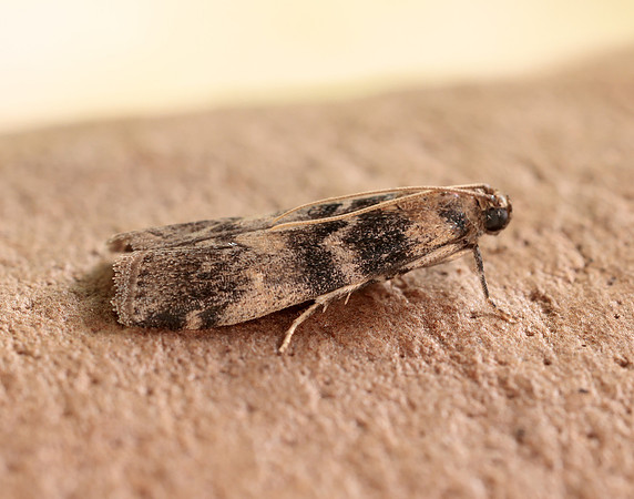 62.048 BF1470 Euzophera pinguis