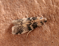 62.048 BF1470 Euzophera pinguis