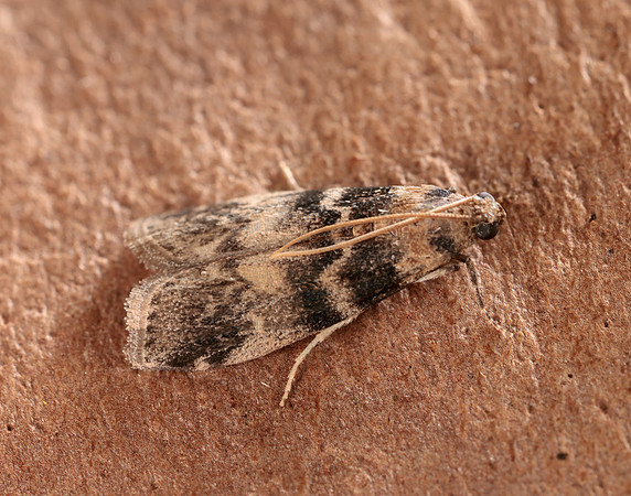 62.048 BF1470 Euzophera pinguis