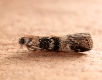 62.048 BF1470 Euzophera pinguis