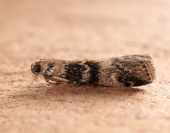 62.048 BF1470 Euzophera pinguis