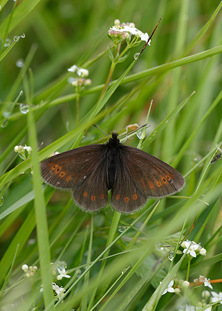 Mountain Ringlet Erebia epiphron