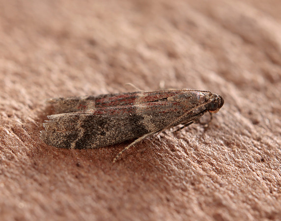 62.065 BF1474 Ephestia spp