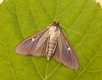 63.054 BF1409a Box-tree Moth Cydalima perspectalis