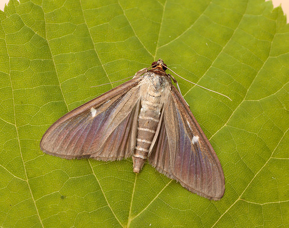 63.054 BF1409a Box-tree Moth Cydalima perspectalis