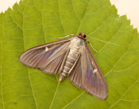 63.054 BF1409a Box-tree Moth Cydalima perspectalis