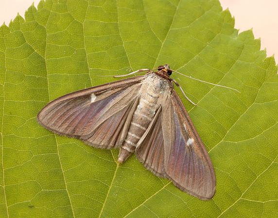 63.054 BF1409a Box-tree Moth Cydalima perspectalis