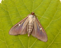 63.054 BF1409a Box-tree Moth Cydalima perspectalis