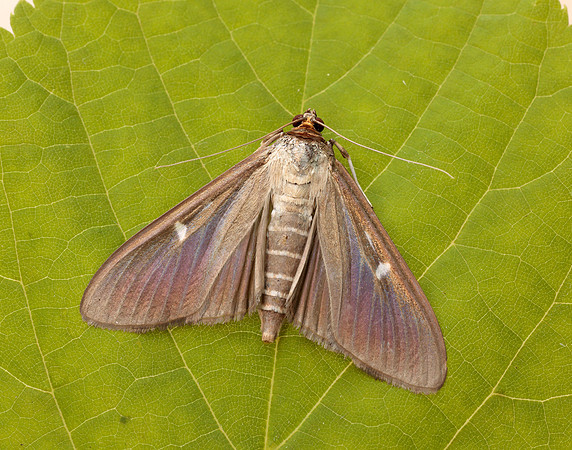63.054 BF1409a Box-tree Moth Cydalima perspectalis