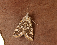 63.114 BF1345 Brown China-mark Elophila nymphaeata