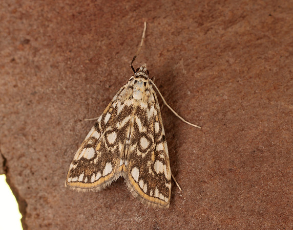 63.114 BF1345 Brown China-mark Elophila nymphaeata