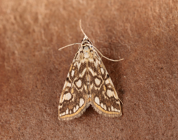 63.114 BF1345 Brown China-mark Elophila nymphaeata