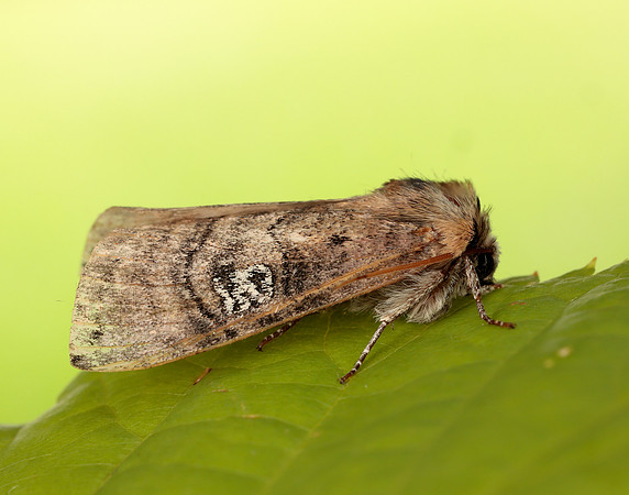 65.010 BF1654 Figure of Eighty Tethea ocularis