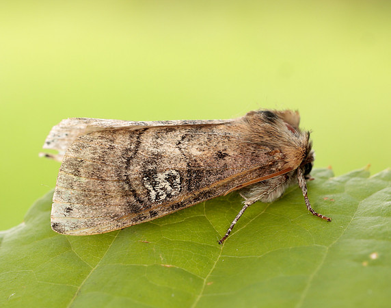 65.010 BF1654 Figure of Eighty Tethea ocularis