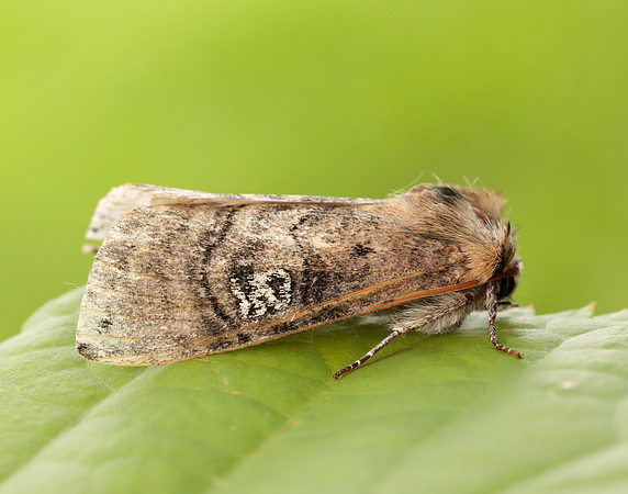 65.010 BF1654 Figure of Eighty Tethea ocularis